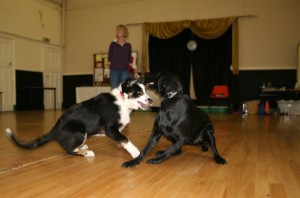 Fingal and Rasta enjoying off-lead puppy play
