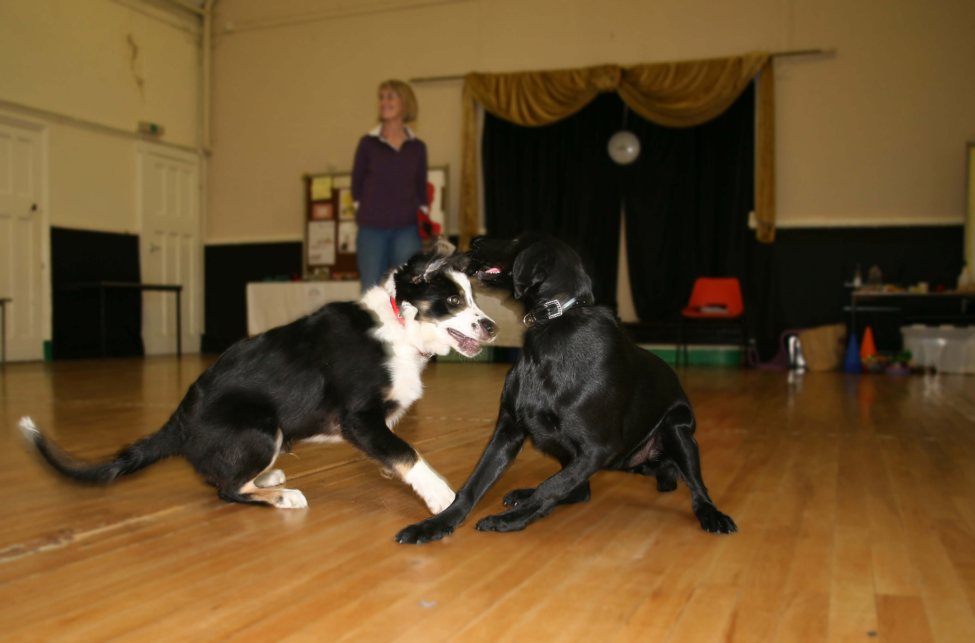 Puppy Play – Getting it Right
