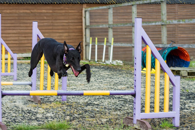 Black greyhound jumping agility jumps