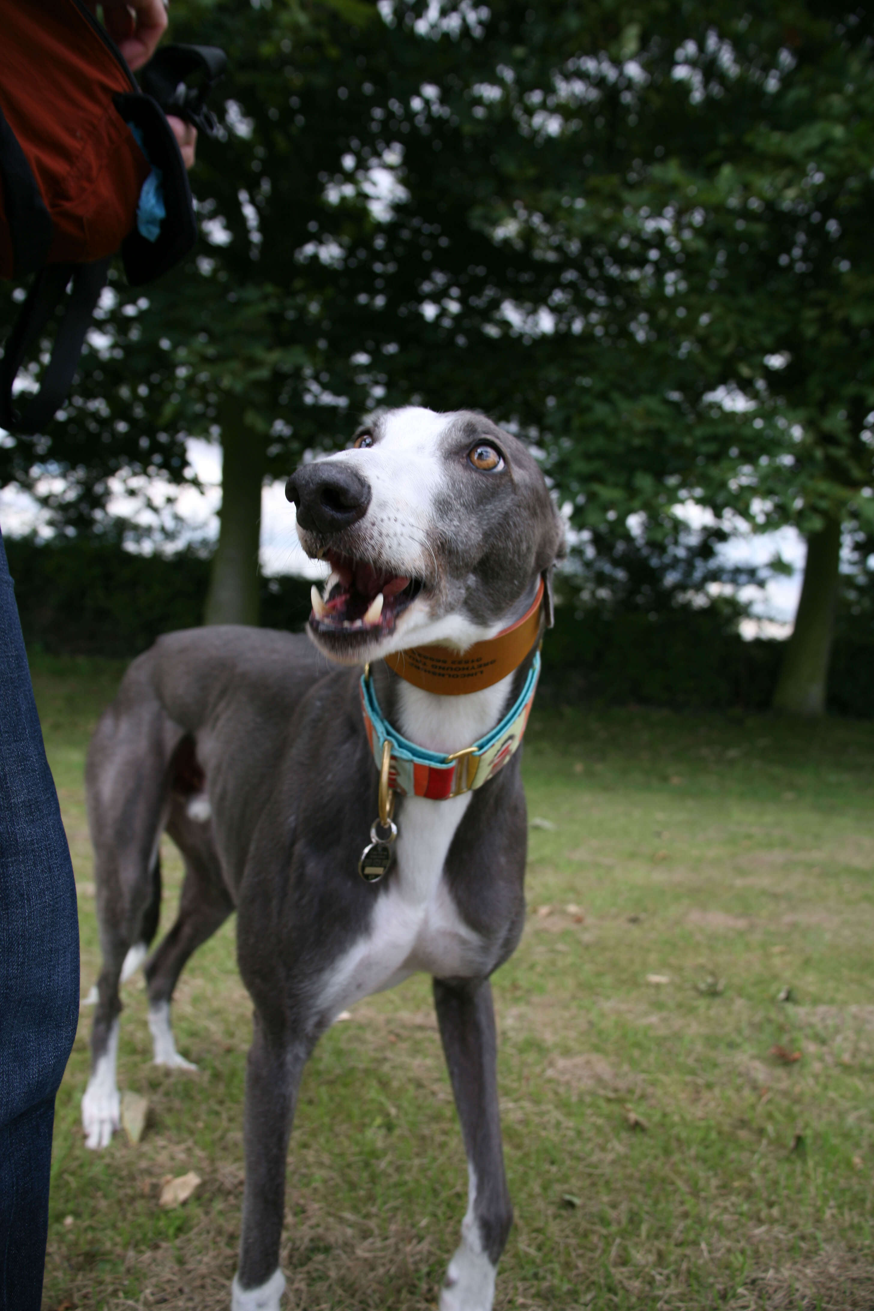 Photo of Stevie, greyhound, 