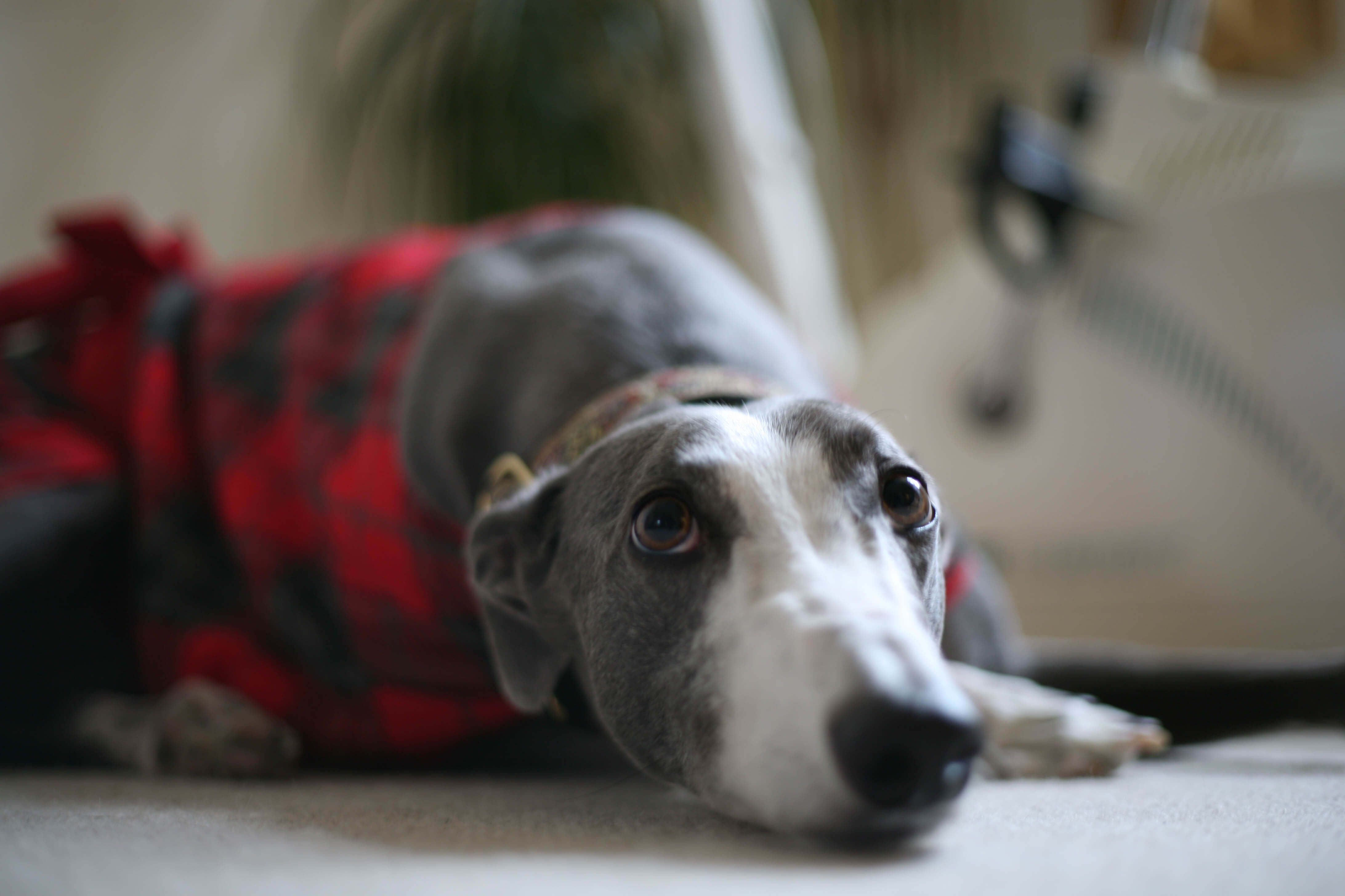 Greyhound in house coat