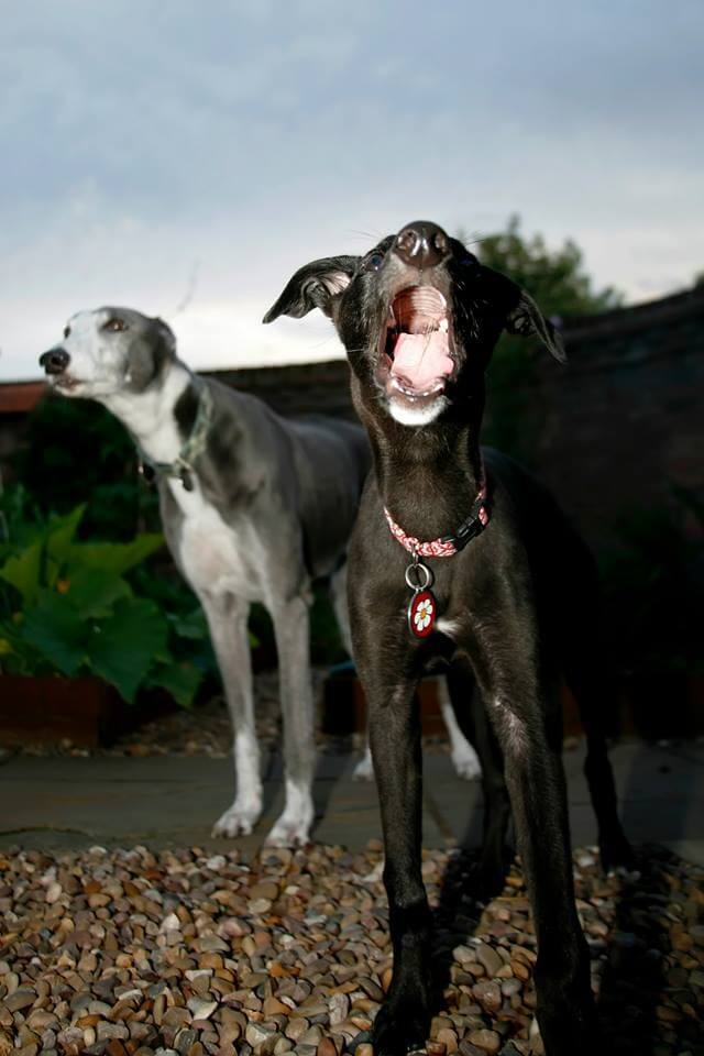 Ava, greyhound puppy, with Stevie, 12 year old greyhound