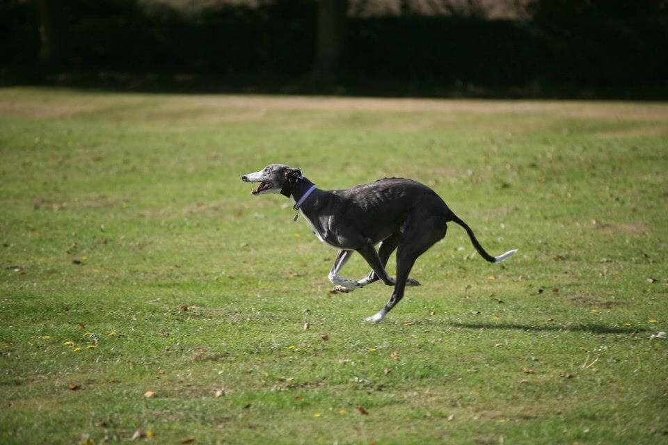 Stevie greyhound in full gallop